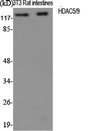 HDAC5/9 rabbit pAb - image 1