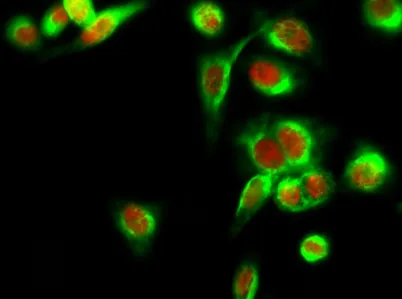 HDAC6 rabbit pAb - image 1