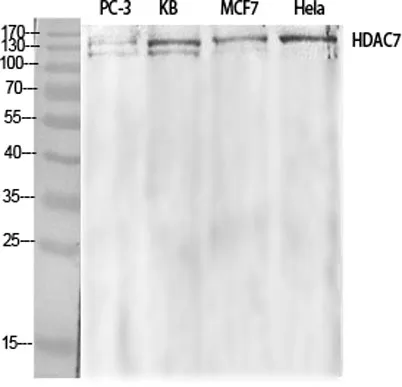 HDAC7 rabbit pAb