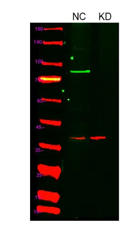 HIF-1α rabbit pAb - image 1