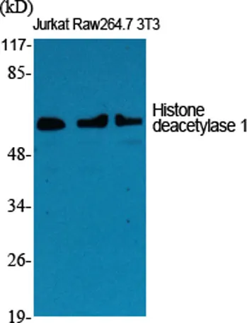 Histone deacetylase 1 rabbit pAb - image 1