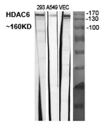 Histone deacetylase 6 rabbit pAb - image 1