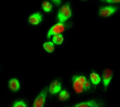 Histone H1 rabbit pAb - image 1
