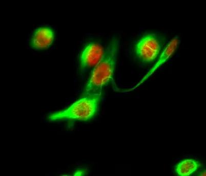 Histone H2A.X rabbit pAb - image 1
