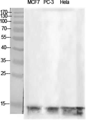 Histone H2B rabbit pAb - image 1