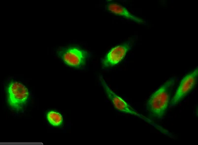 Histone H3.3 rabbit pAb - image 1