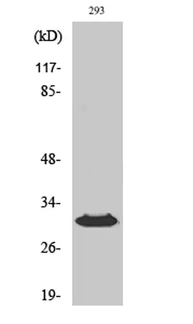 HLA-DOβ rabbit pAb - image 1