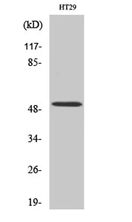 HNF-4α rabbit pAb - image 1