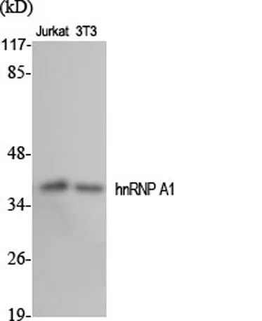 hnRNP A1 rabbit pAb - image 1