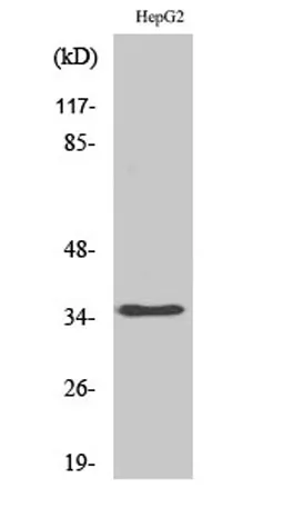 hnRNP A2/B1 rabbit pAb - image 1