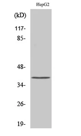 hnRNP C1/C2 rabbit pAb - image 1