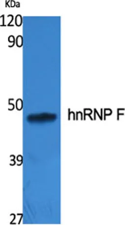 hnRNP F rabbit pAb - image 1