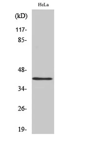 hnRNP G rabbit pAb - image 1