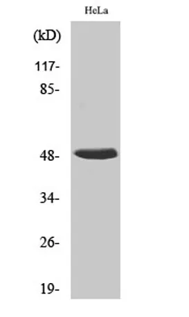 hnRNP H rabbit pAb - image 1