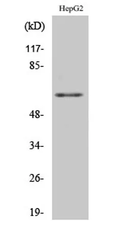 hnRNP K rabbit pAb - image 1