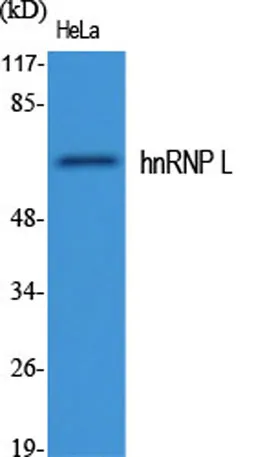 hnRNP L rabbit pAb - image 1