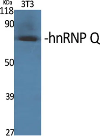 hnRNP Q rabbit pAb - image 1