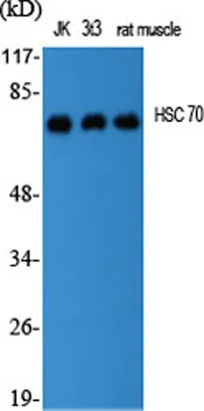 HSC 70 rabbit pAb - image 1