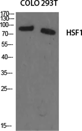 HSF1 rabbit pAb - image 1