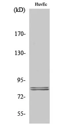 HSL rabbit pAb