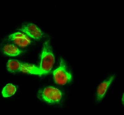 HSP40 rabbit pAb - image 1