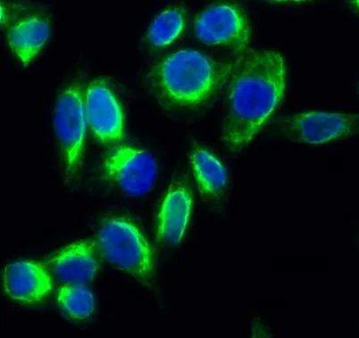 HSP60 rabbit pAb - image 1