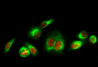 HSP90A rabbit pAb - image 1