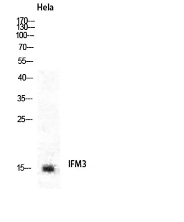 IFITM3 rabbit pAb - image 1