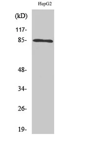 IKKα/β rabbit pAb - image 1