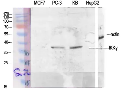 IKKγ rabbit pAb - image 1