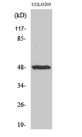IL-13Rα1 rabbit pAb - image 1