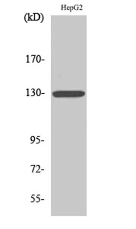 IL-3Rβ rabbit pAb - image 1