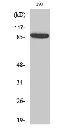 IL-4Rα rabbit pAb - image 1