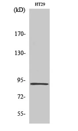 InsP 3-kinase C rabbit pAb - image 1