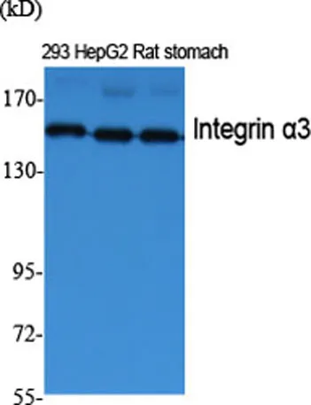 Integrin α3 rabbit pAb - image 1