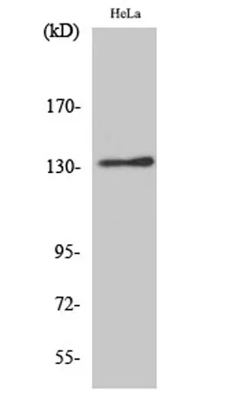 Integrin αV rabbit pAb - image 1