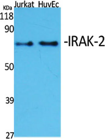 IRAK-2 rabbit pAb - image 1