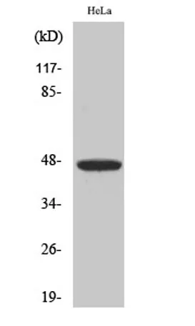IRF-4 rabbit pAb - image 1