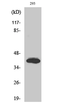 Islet-2 rabbit pAb - image 1