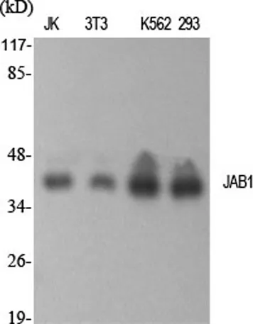 JAB1 rabbit pAb - image 1