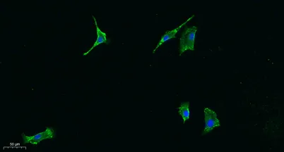 JAK1 rabbit pAb - image 1