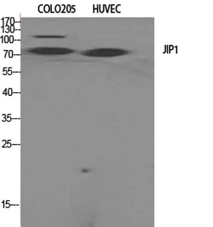 JIP-1 rabbit pAb - image 1