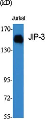 JIP-3 rabbit pAb - image 1