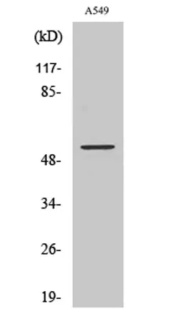 JNK2 rabbit pAb - image 1