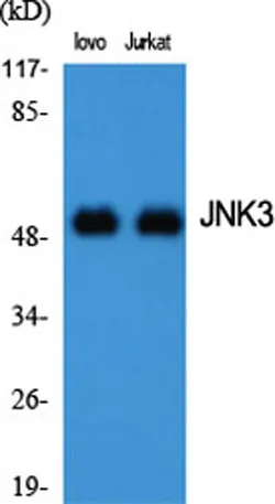 JNK3 rabbit pAb - image 1