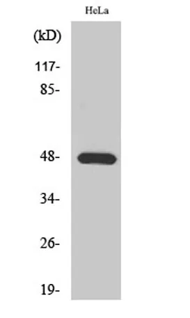 KIR2.1 rabbit pAb - image 1