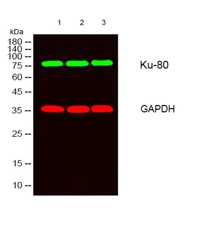 Ku-80 rabbit pAb - image 1