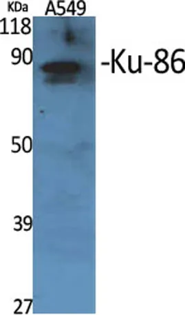 Ku-86 rabbit pAb - image 1