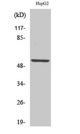 KV9.2 rabbit pAb