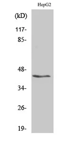 KVβ.3 rabbit pAb - image 1
